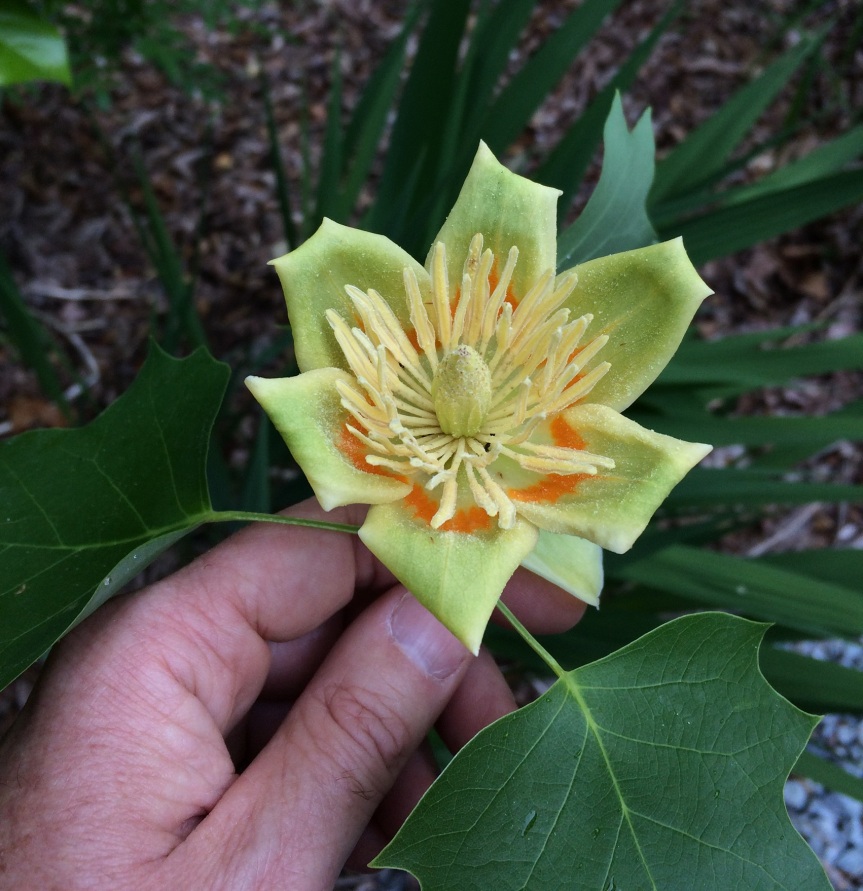 Liriodendron_flower