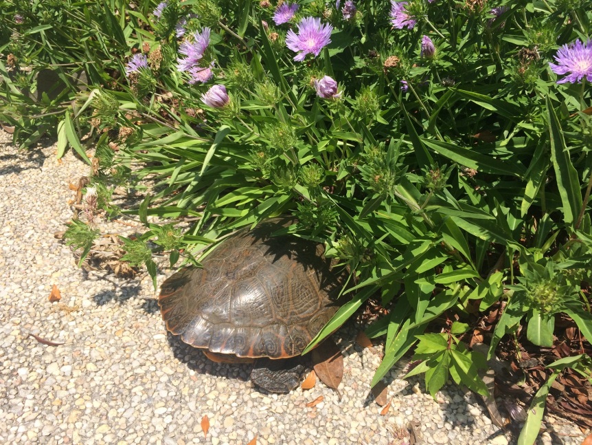 Turtle-butt
