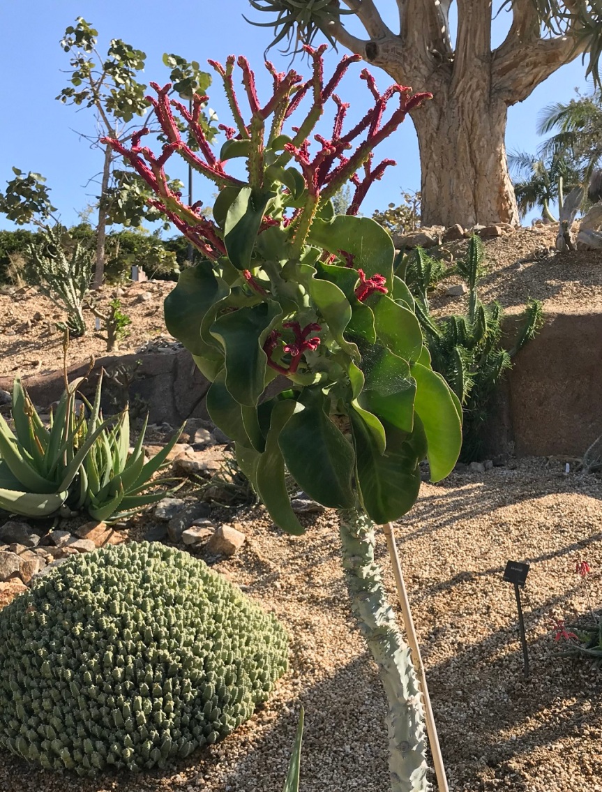 Euphorbia spectabilis