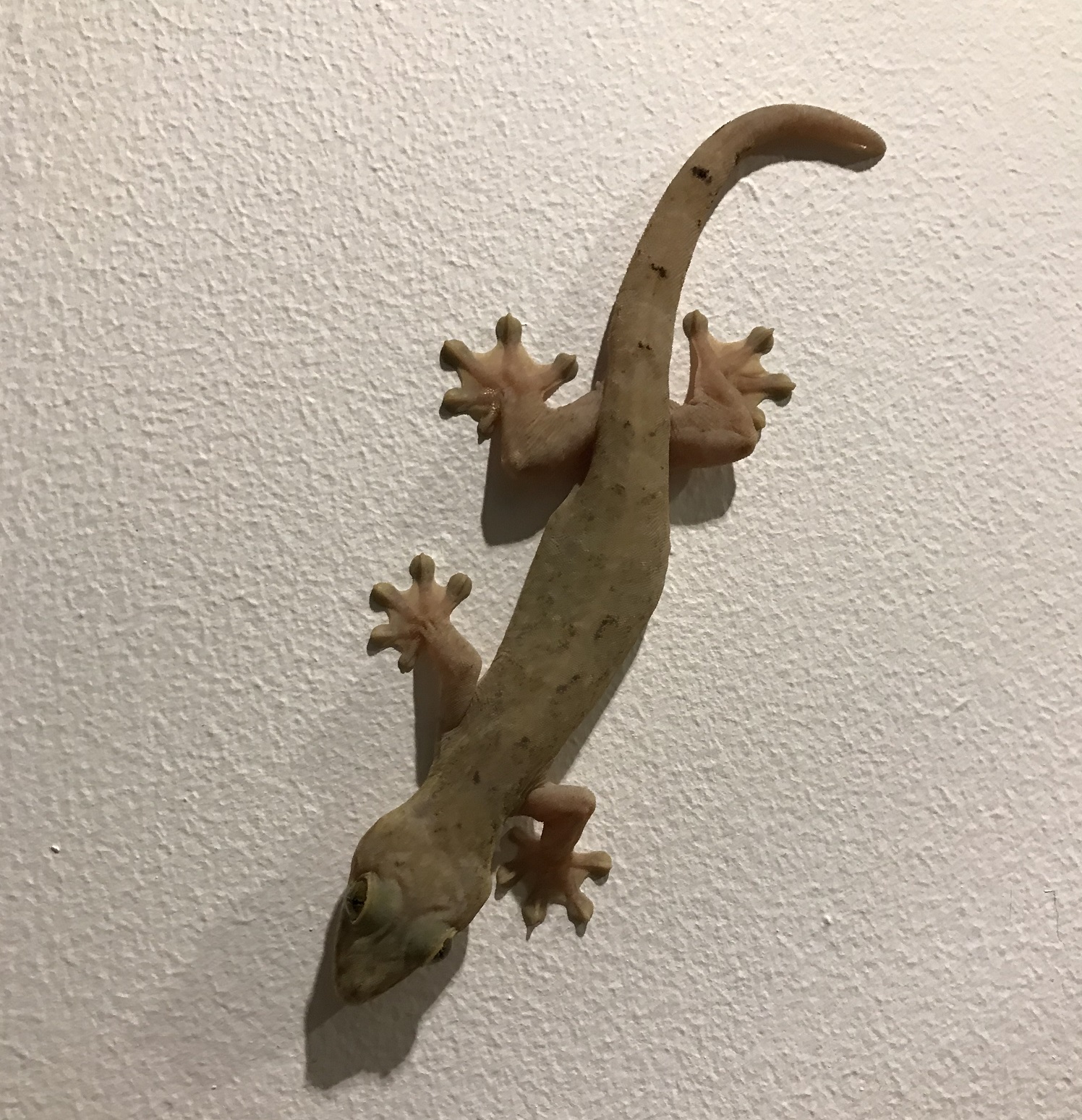 turnip-tail_gecko
