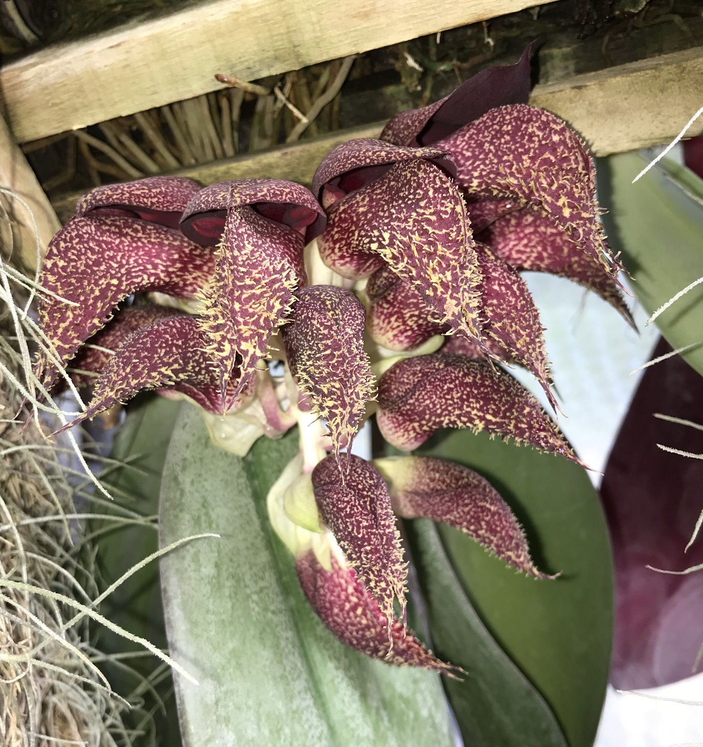 Bulbophyllum-phalaenopsis