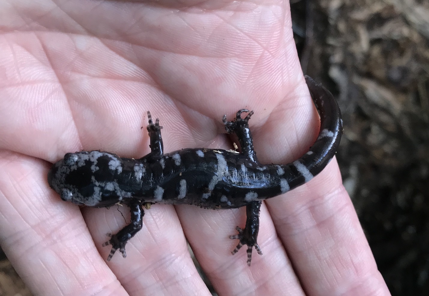 marbled-salamander