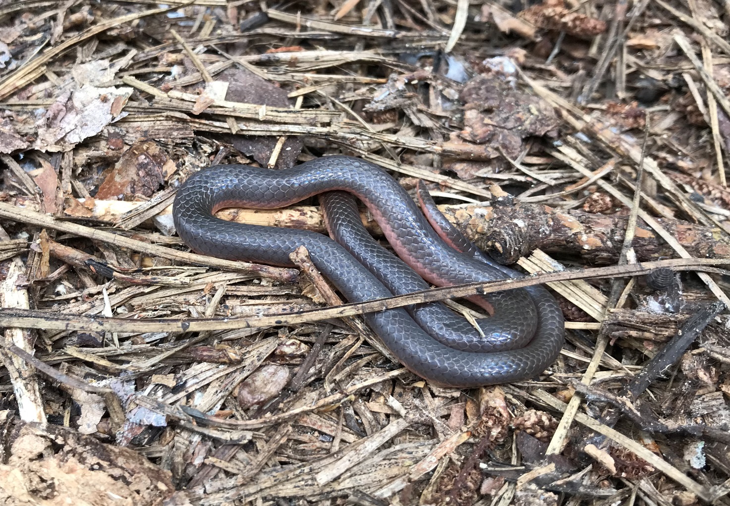 worm-snake1