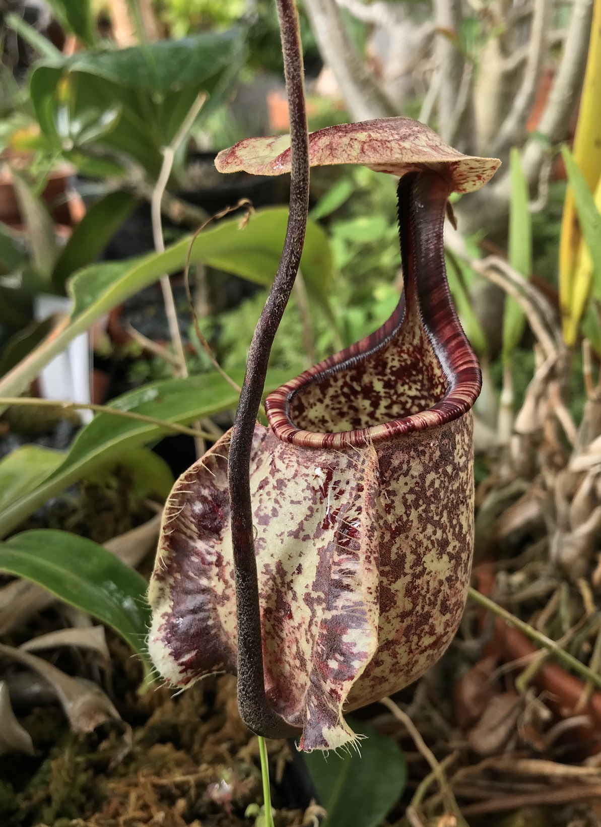 Nepenthes rafflesiana lower pitcher