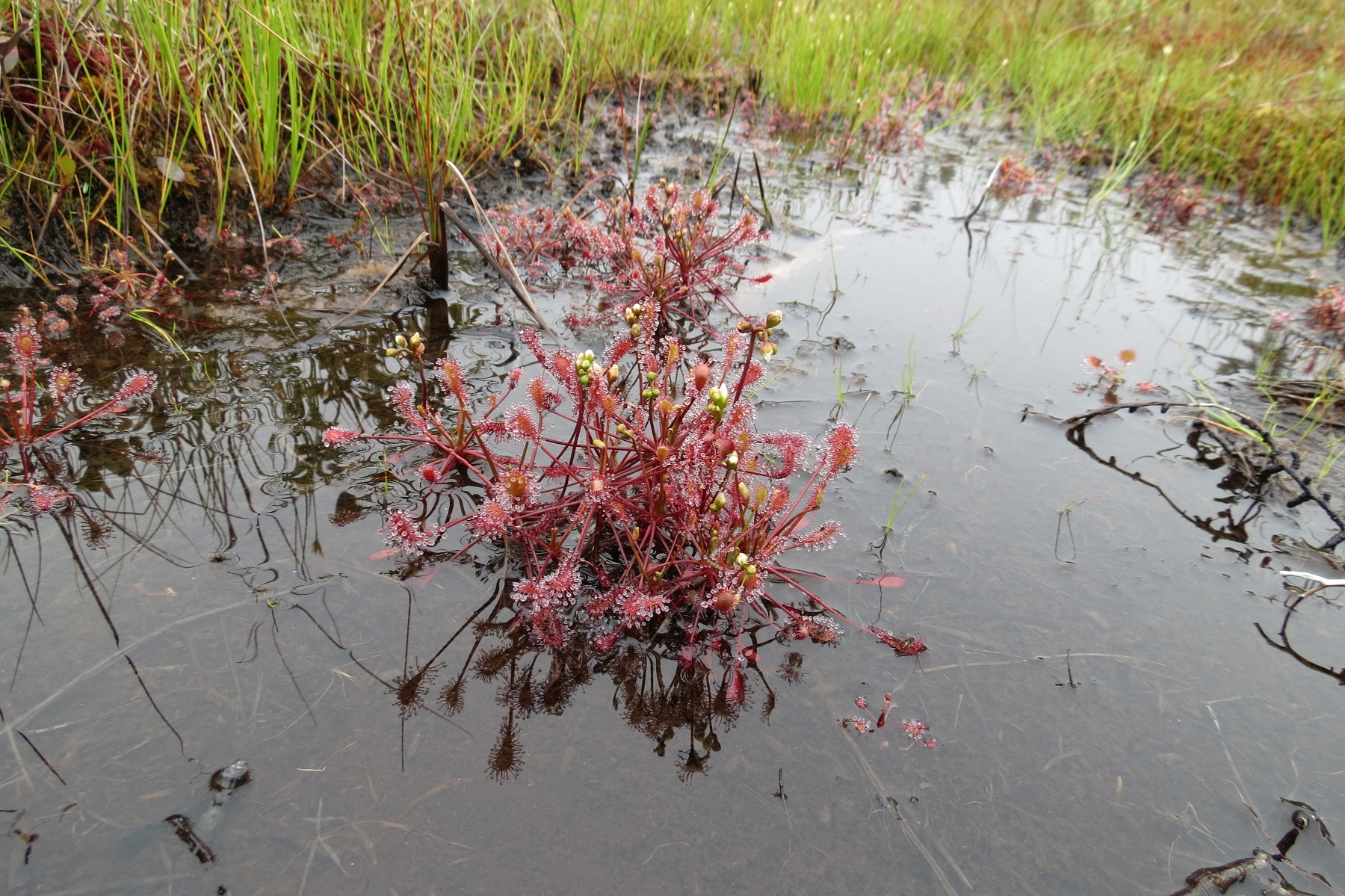 Picture of a sundew growing in a bog