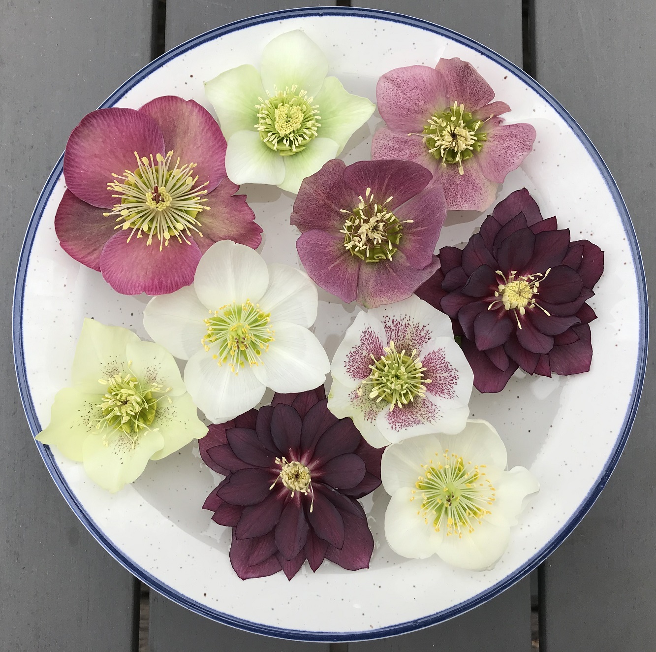 Hellebore flowers floating in a dish