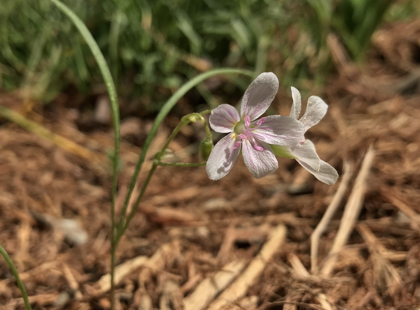Picture of Claytonia flowers