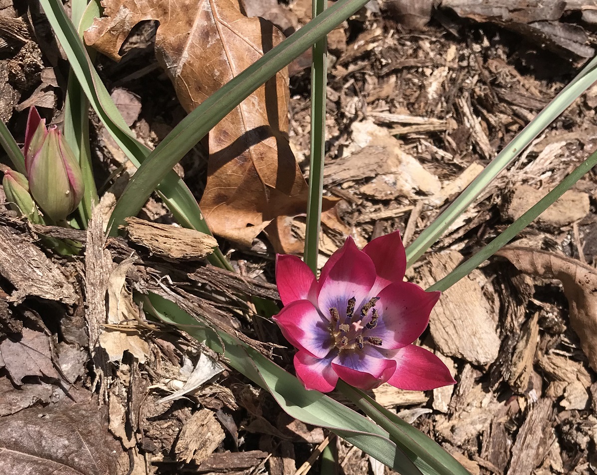 Tulipa_Little-Beauty