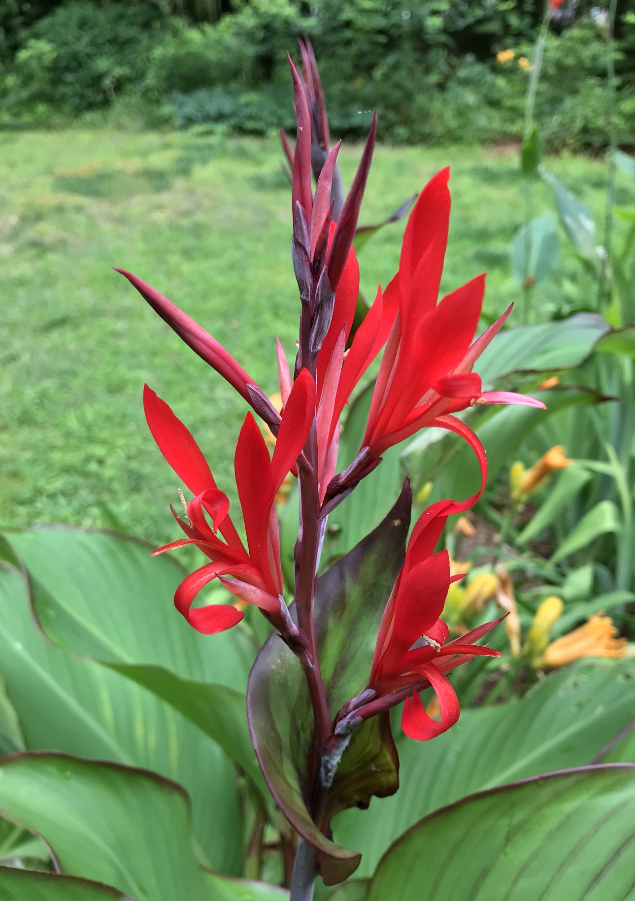 Flowers of Canna indica "Musifolia"