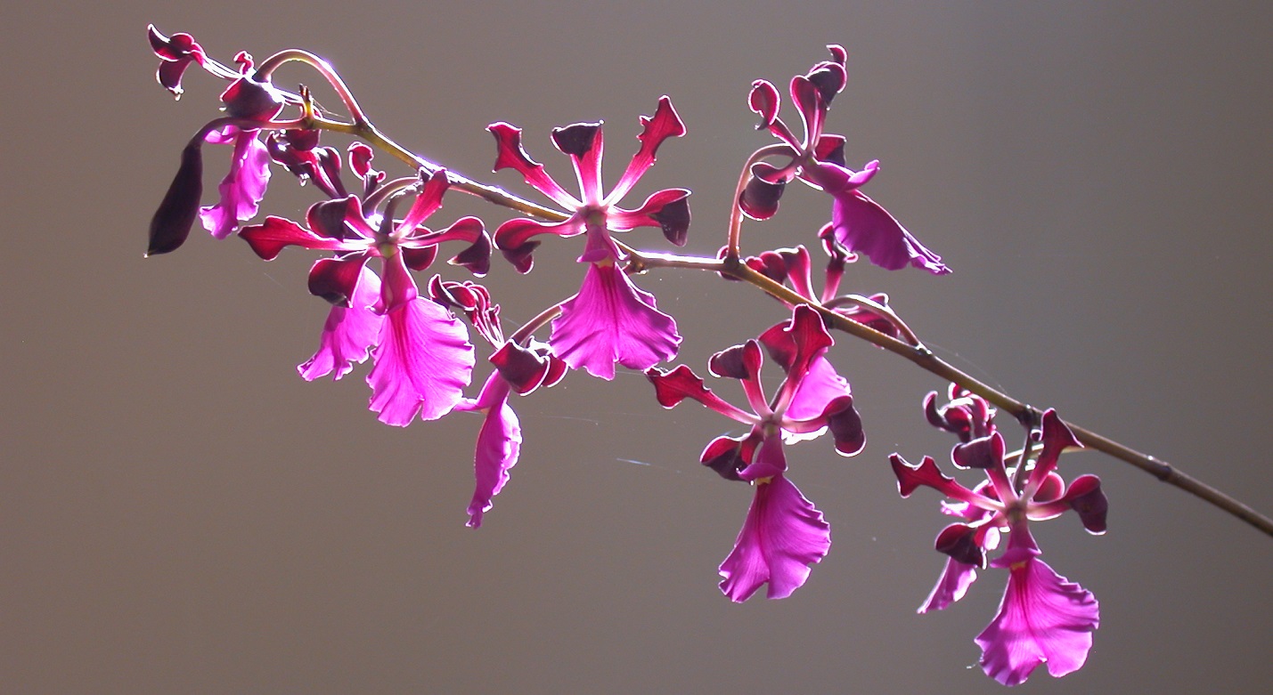Picture of backlit Encyclia cordigera flowers