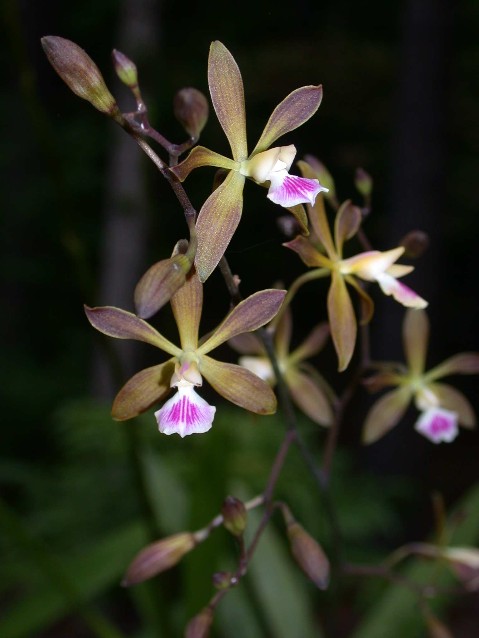 Photo of Encyclia tampensis flowers