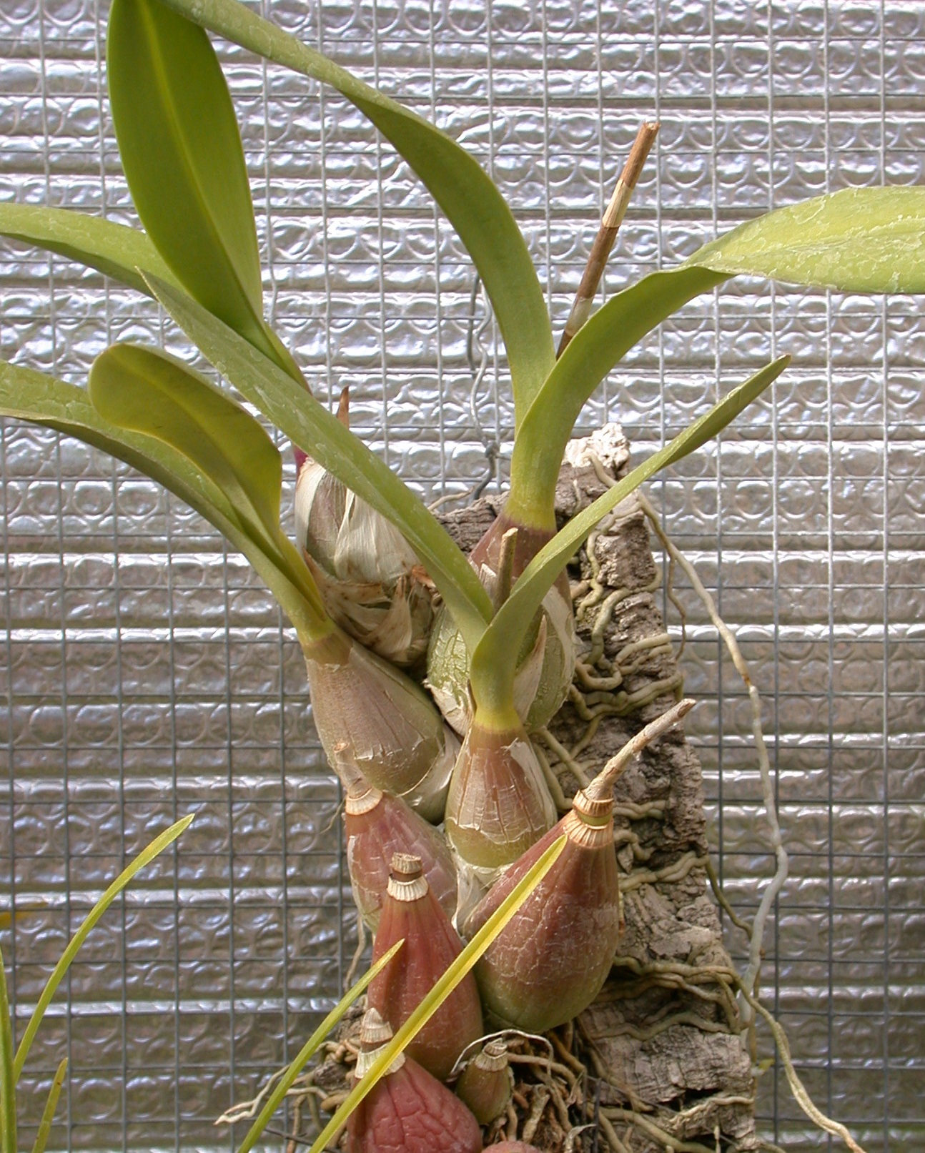 Picture of Encyclia cordigera plant