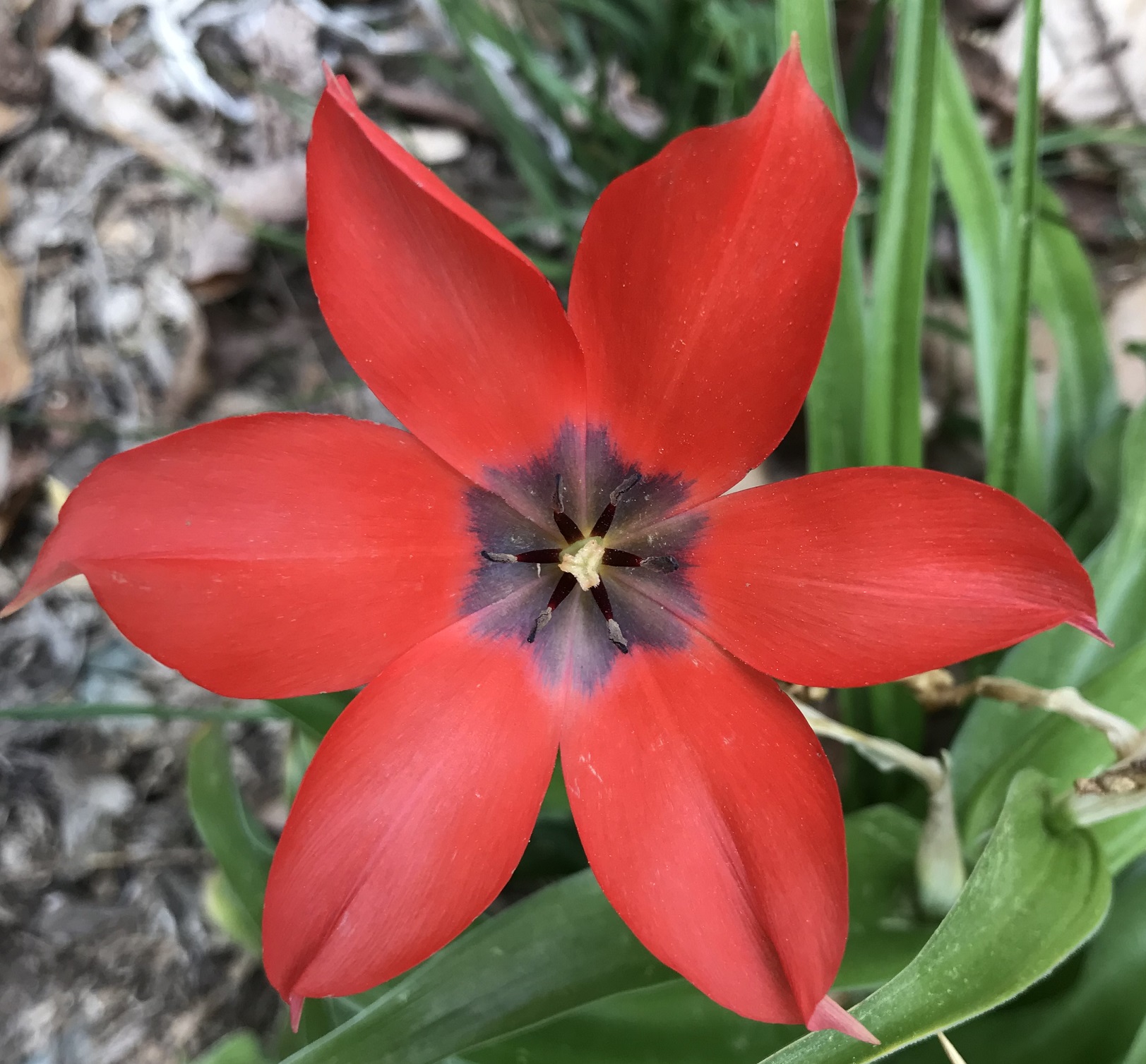photo of Tulipa linifolia flower