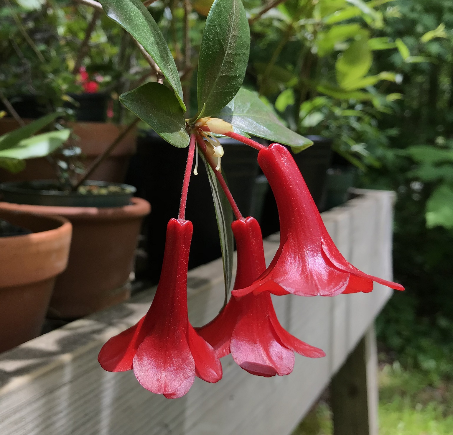 flowers of Rhododendron 'Festive Bells'
