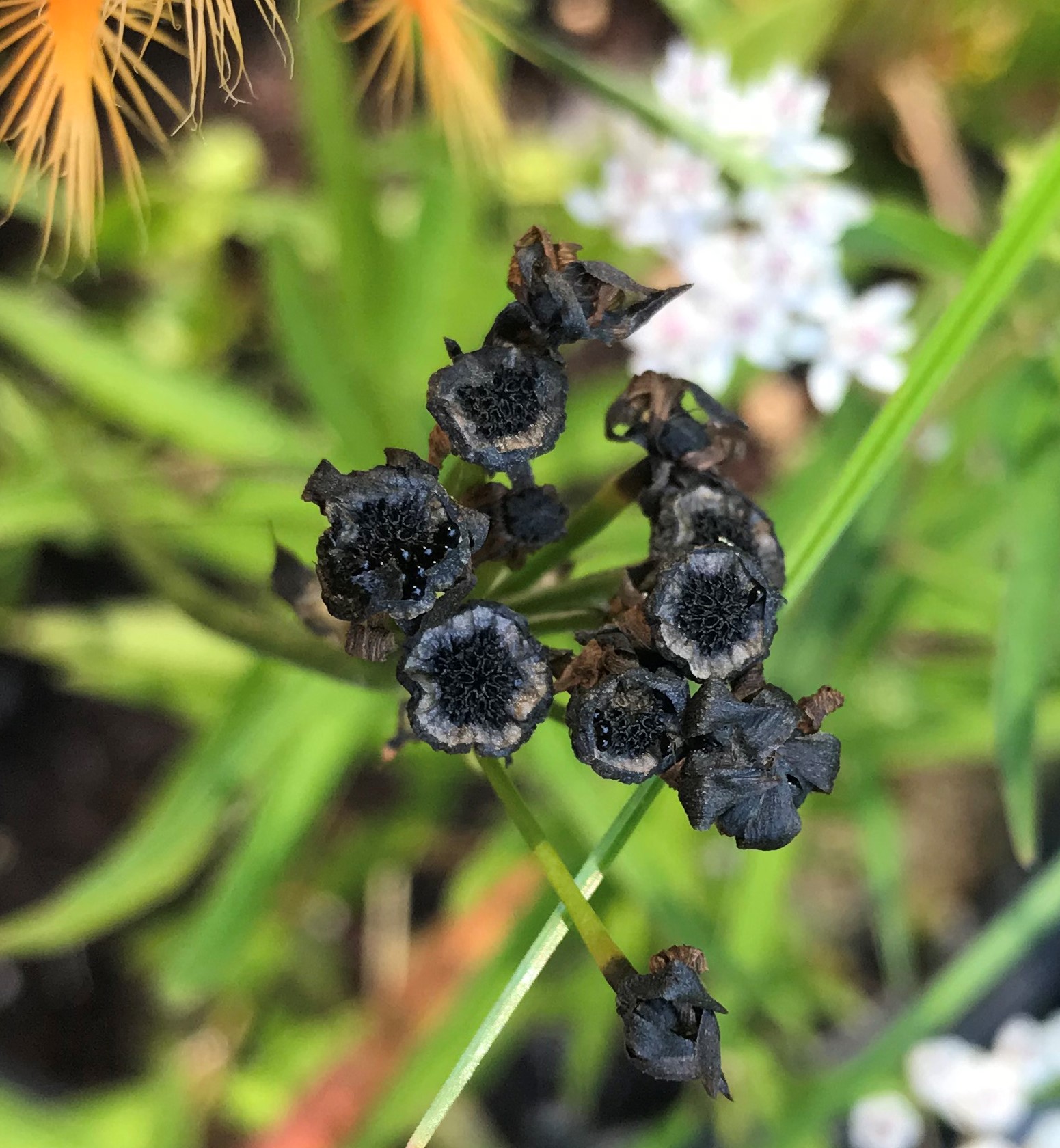 Dionaea_seeds