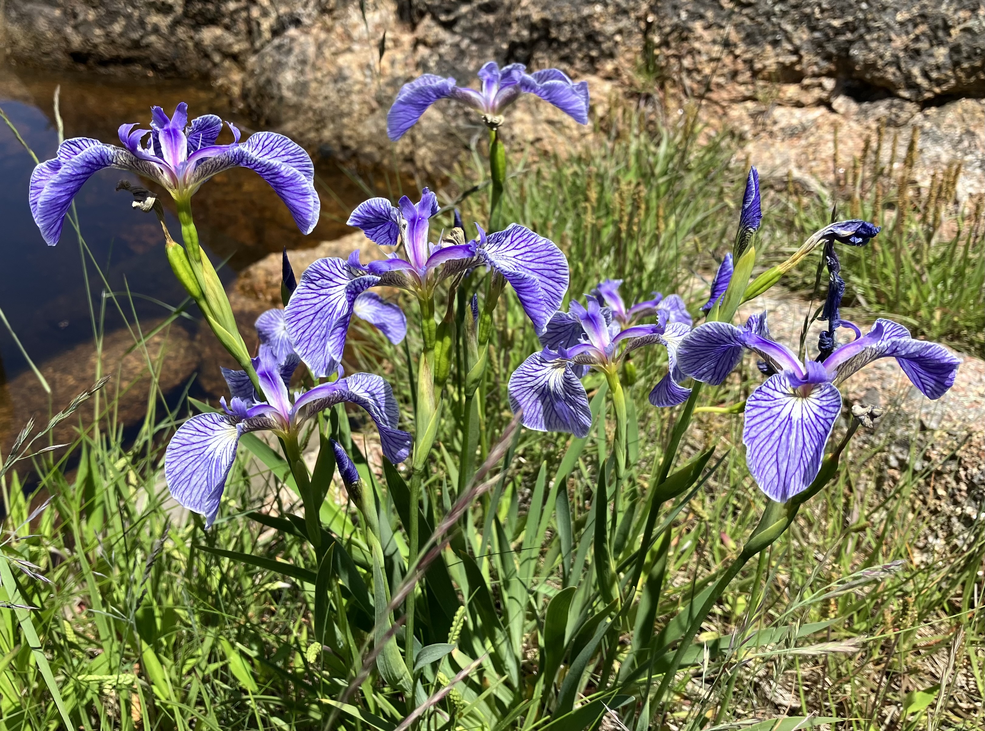 Photo of beachhead iris, Iris hookeri
