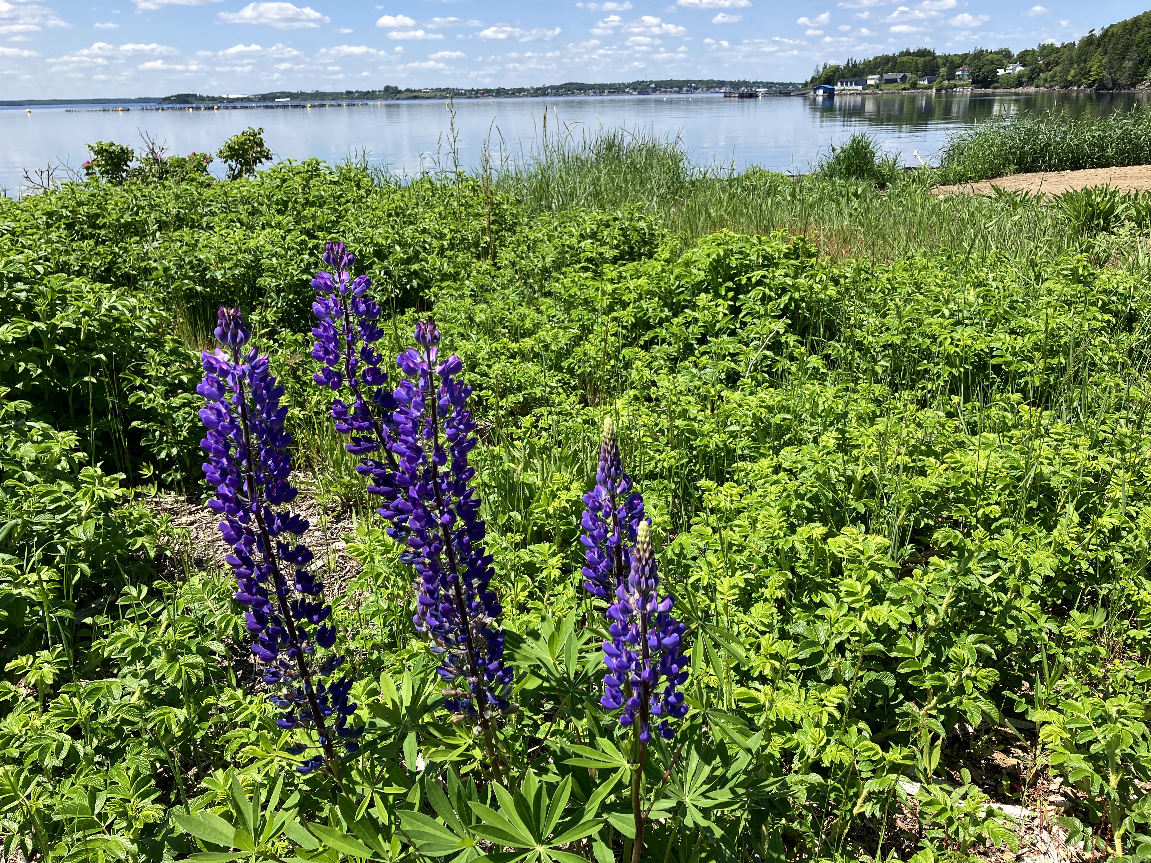 lupines flowering near the shore