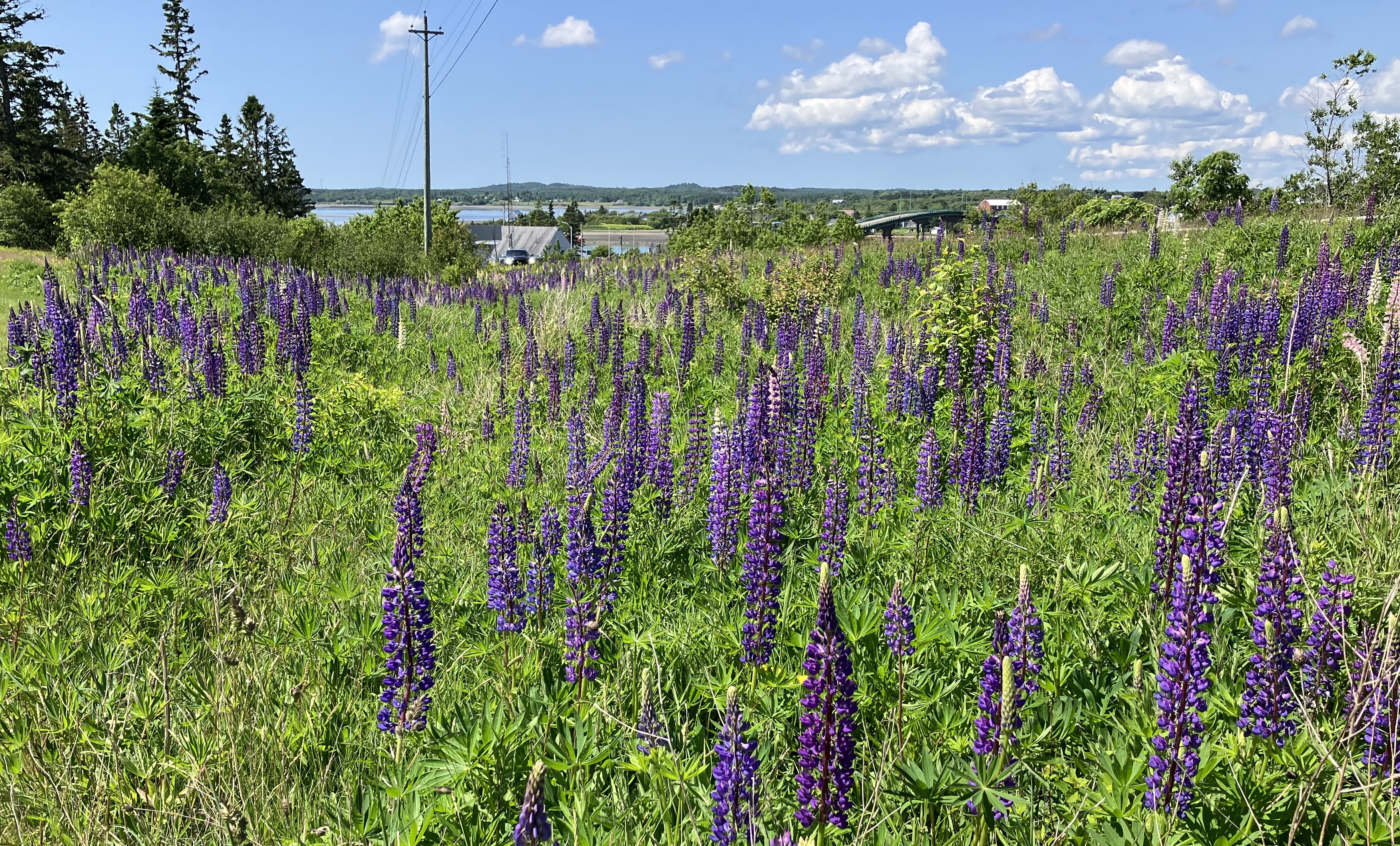 Lupines2