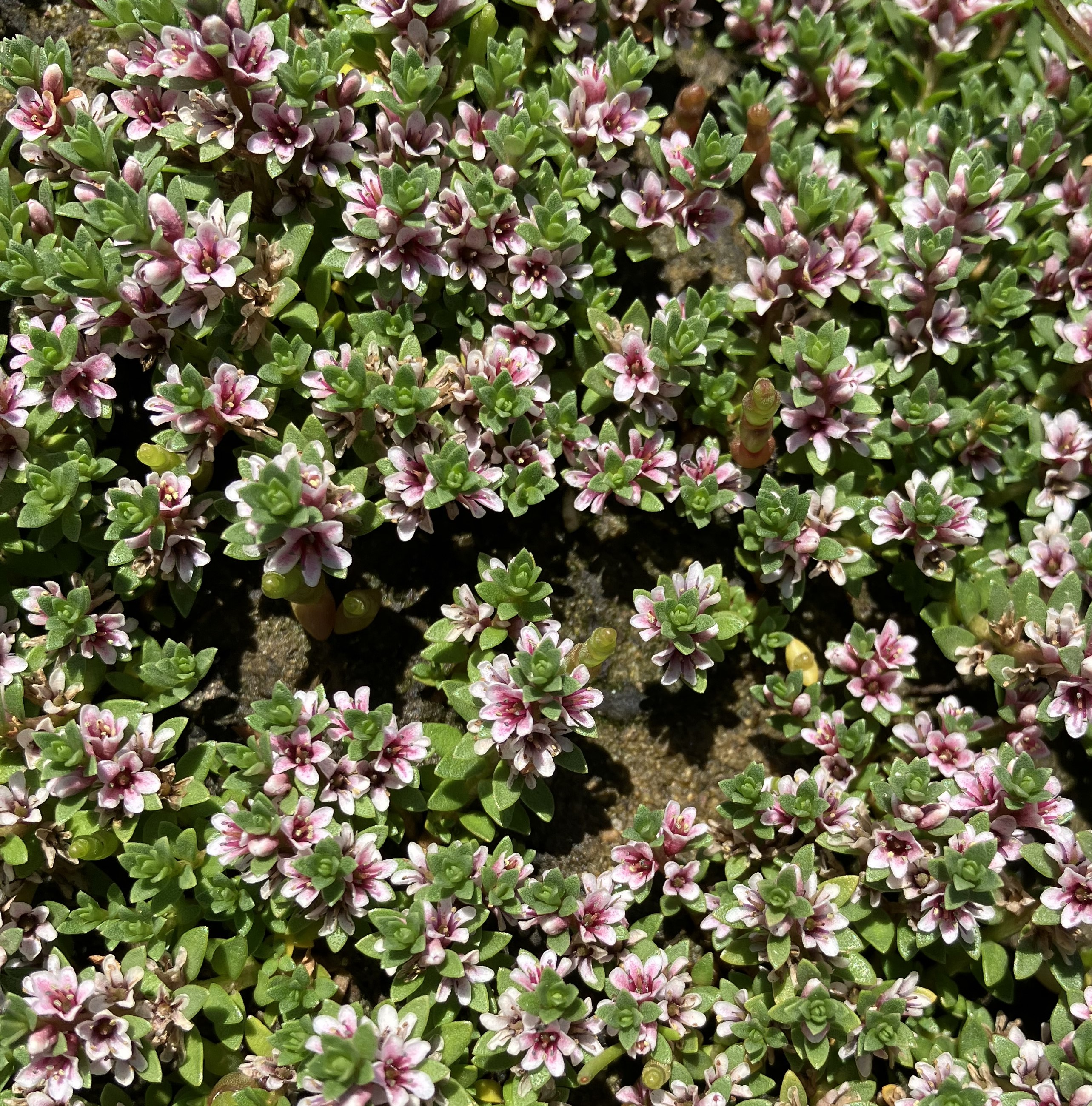 photo of a mat forming succulent plant