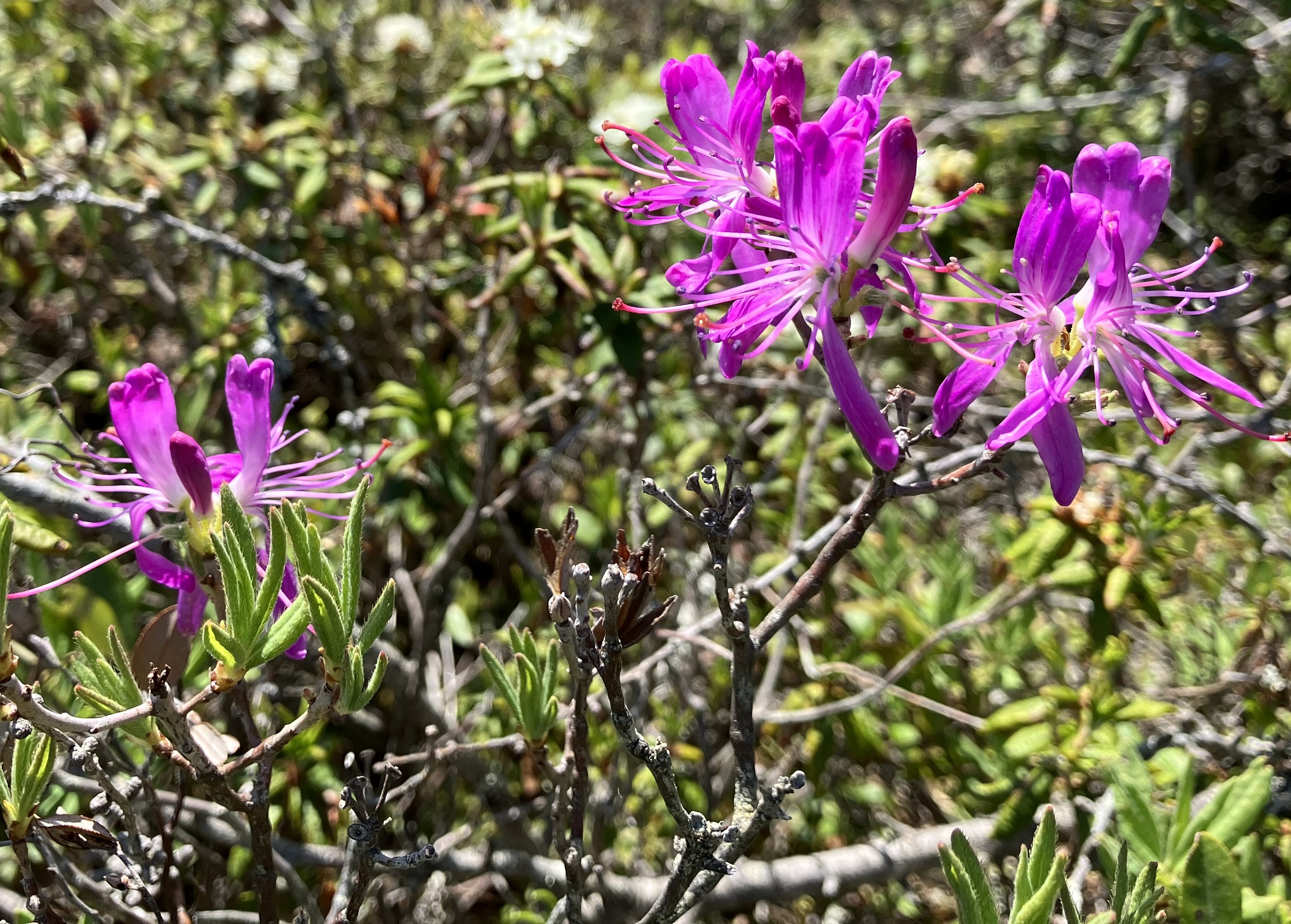 Rhododendron-canadense