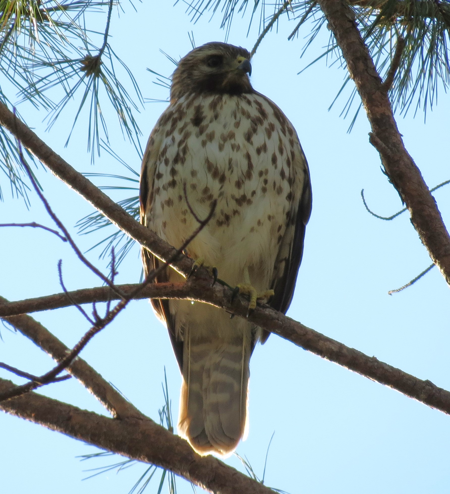 The hawk is perched on a pine branch, facing the camera