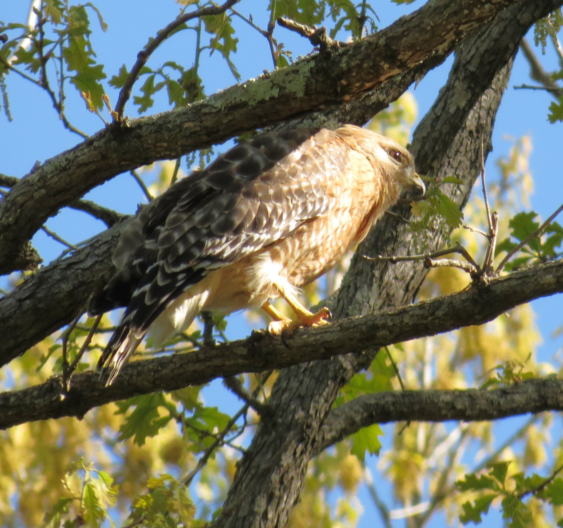 The hawk is perched on a branch, partly in sun, partly in shade. He appears to be hunched down.
