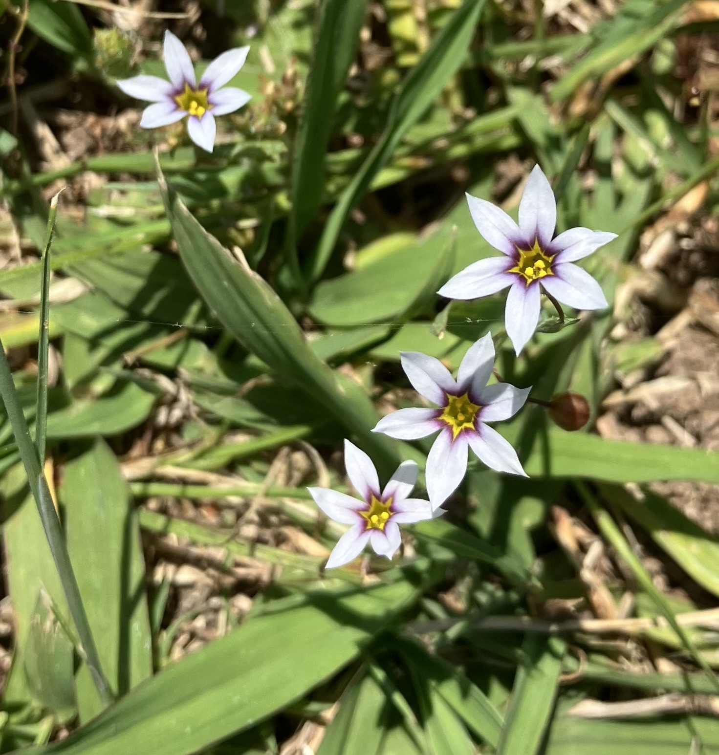 Tiny pale blue flowers with a purple and yellow starburst at the center