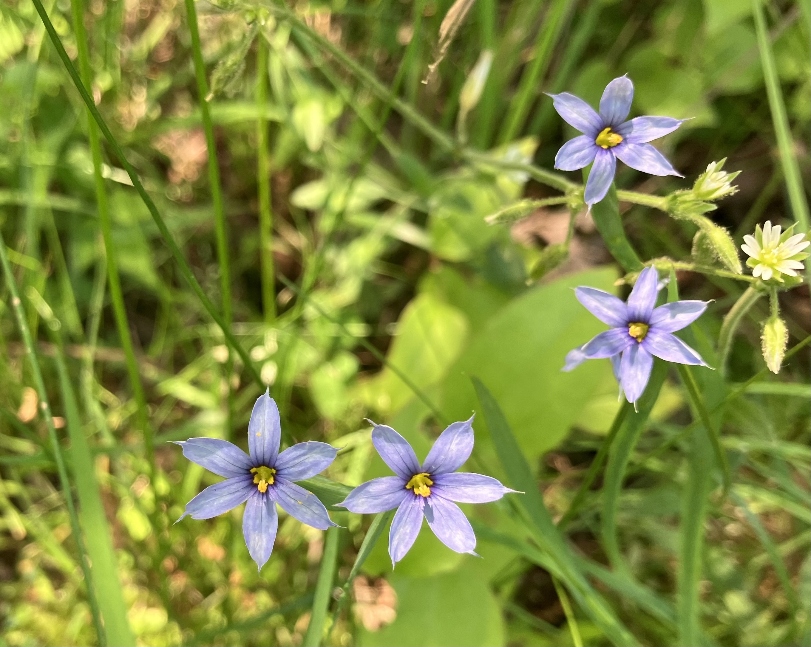 blue-eyed grass flowering among grasses and moss
