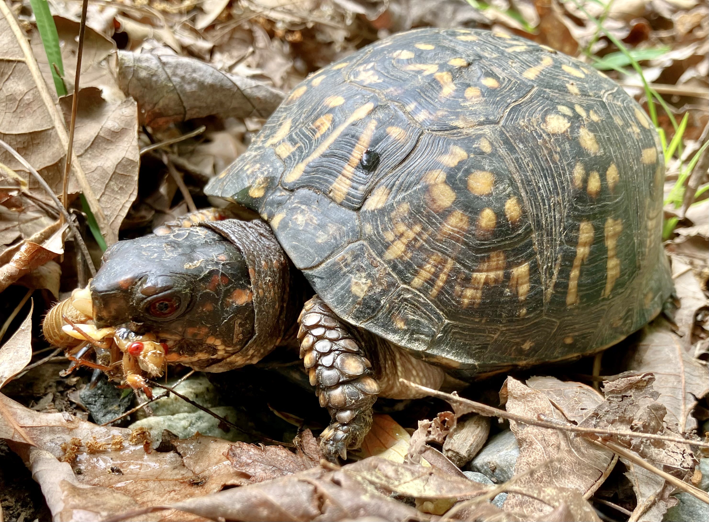 An orange-and-black turtle is cronching a cicada with bright red eyes.