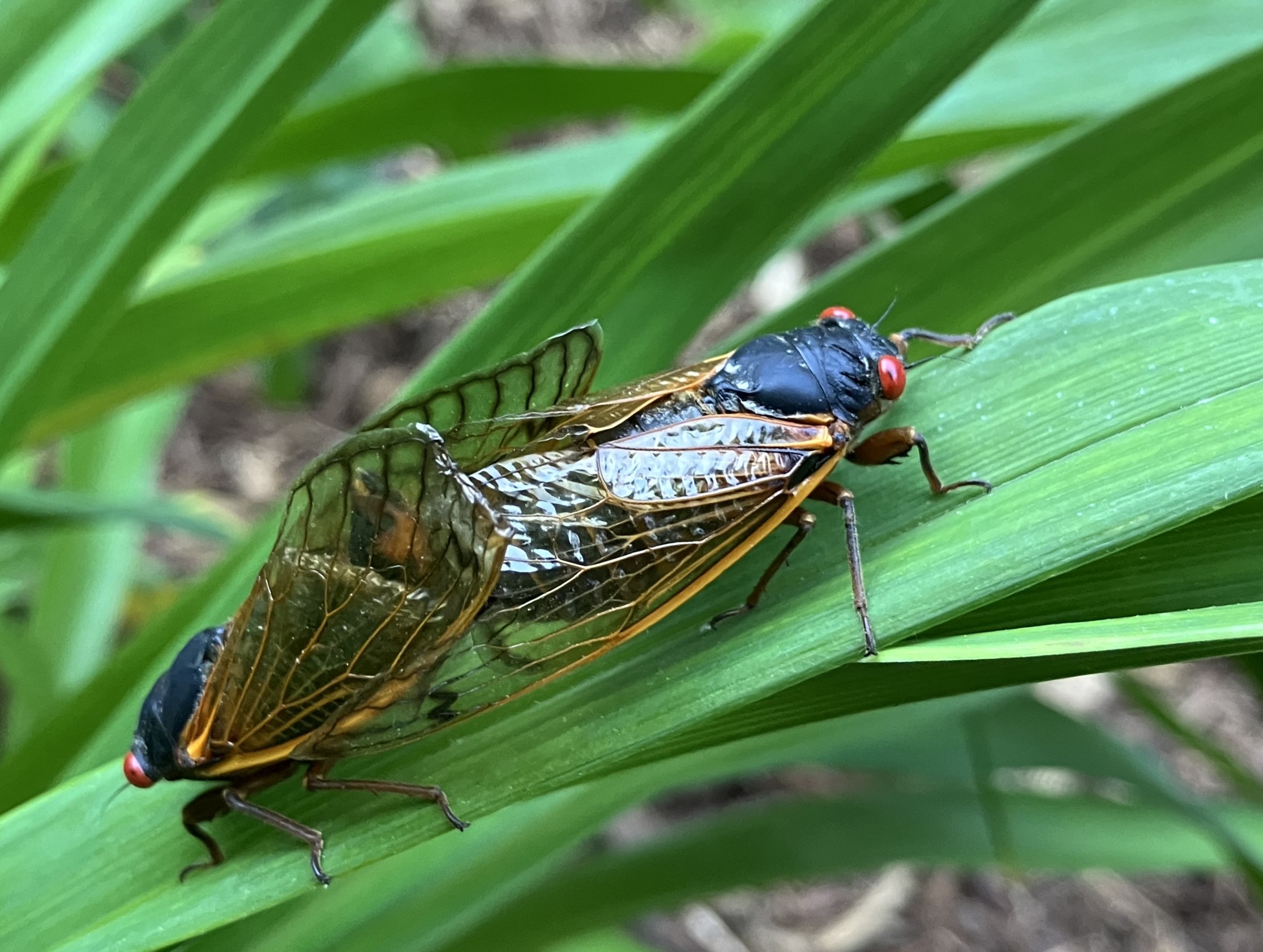 A pair of cicadas mating on a daylily leaf