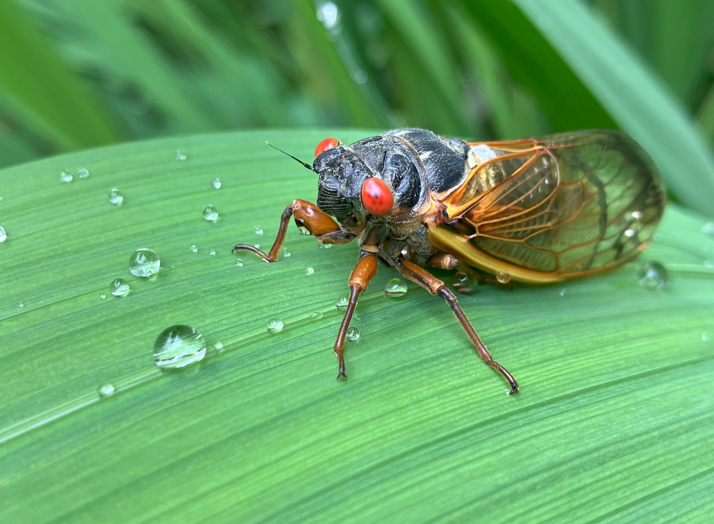An adult cicada is sitting on a leaf