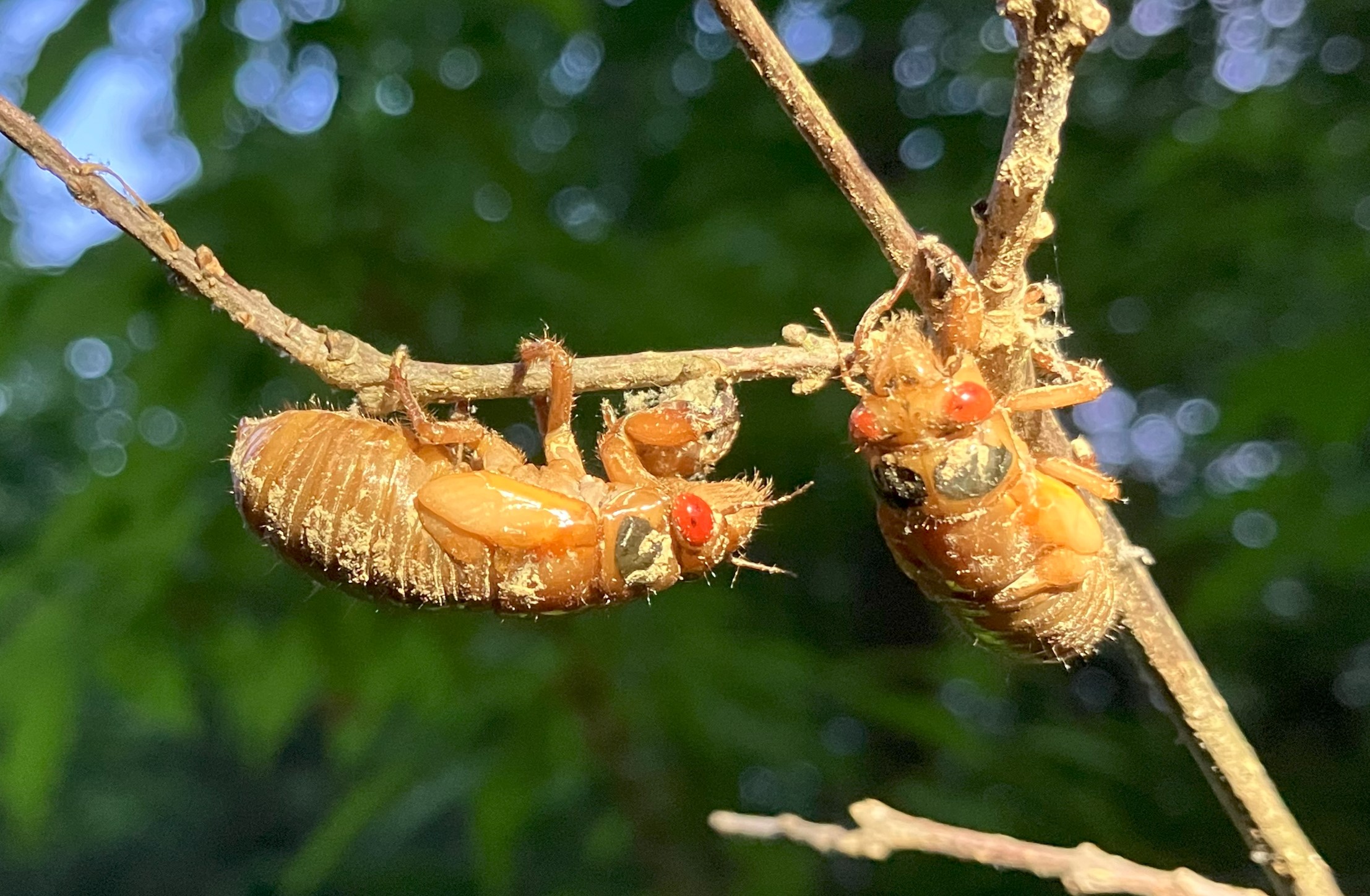 Two cicada nymphs hang face to face from the same twig