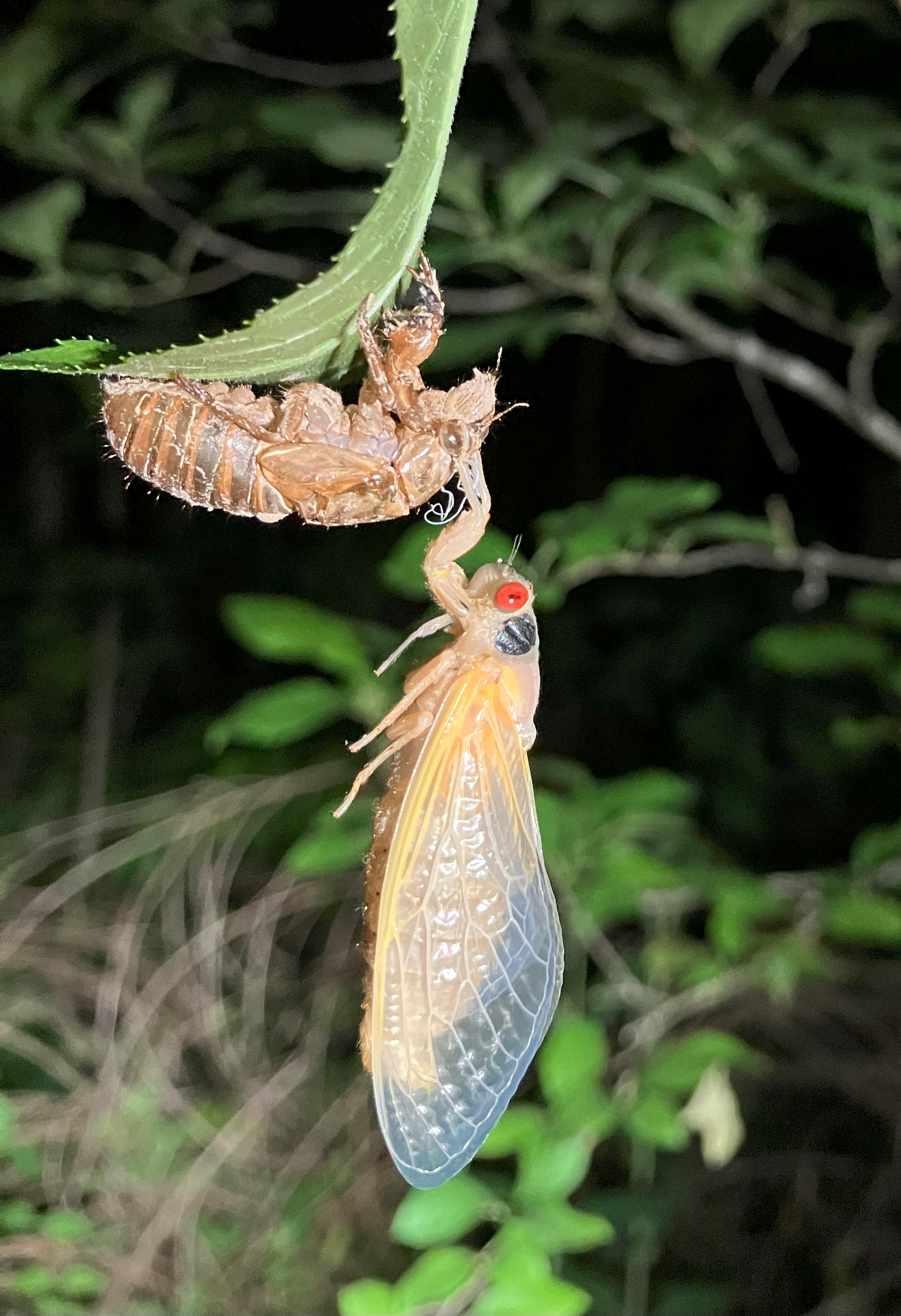 The adult is hanging by its forelimbs from its nymph exoskeleton