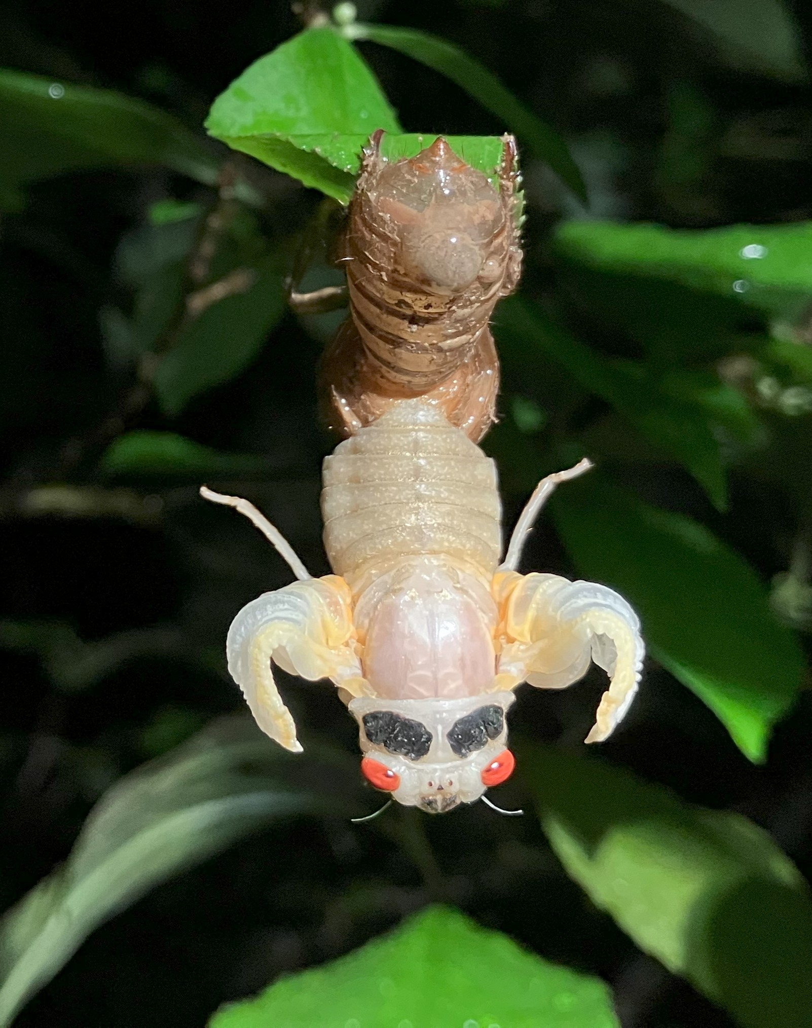 The emerging adult is hanging below its nymph exoskeleton. The wings are tiny and curled.