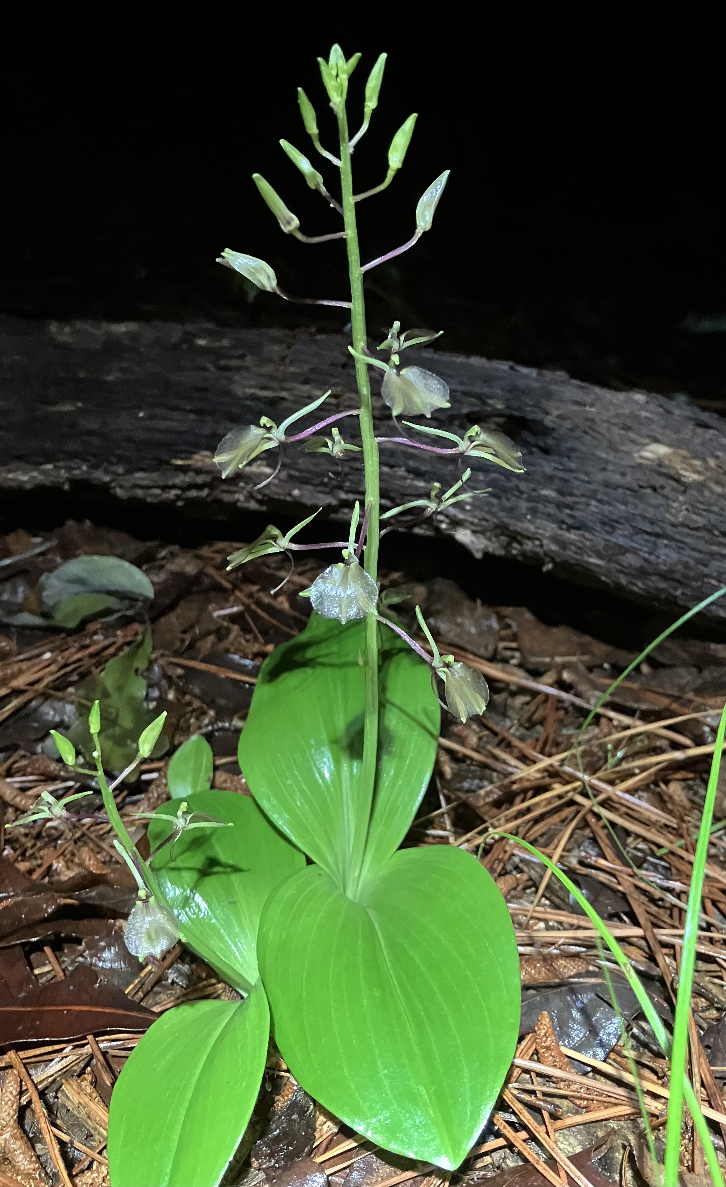 An orchid with broad leaves flat against the ground and small flowers