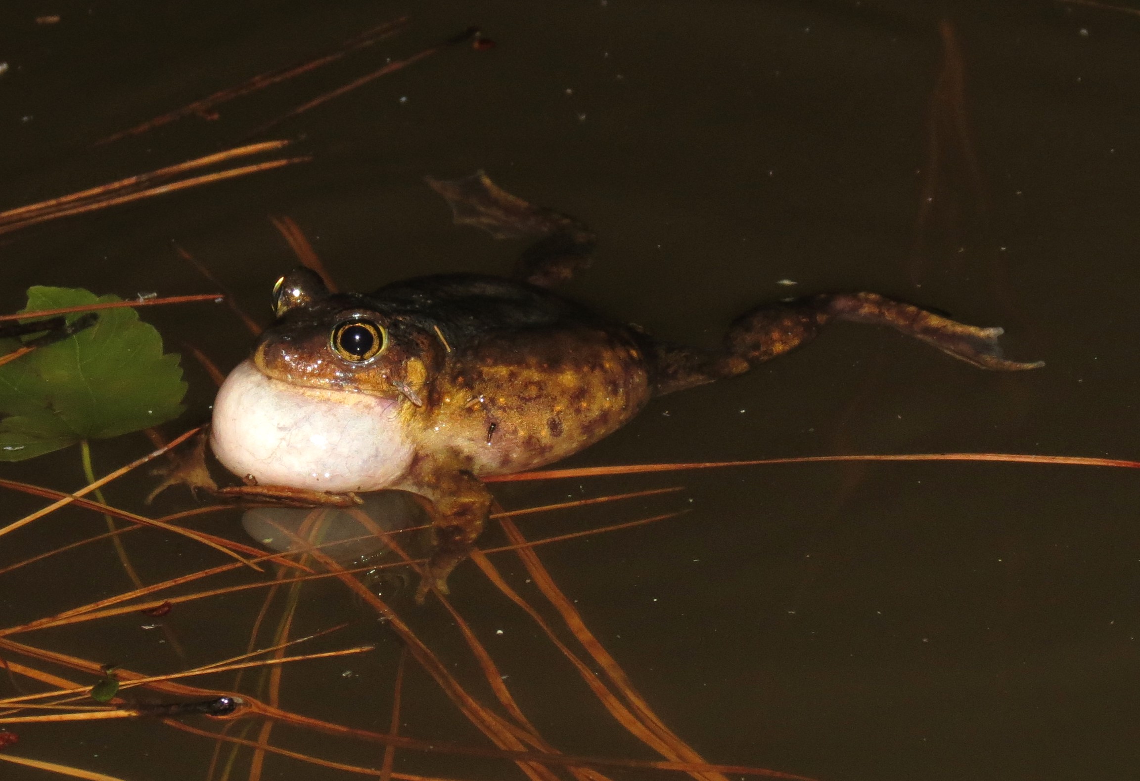 A spadefoot is floating in dark water with his vocal sac inflated